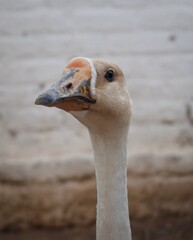 Fototapeta premium Close up of a goose. 