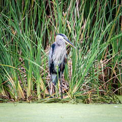 great blue heron