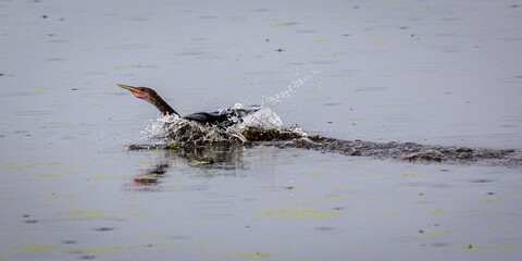 duck in the water