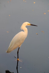 un ave lastimada de su pata la cual la tiene oculta