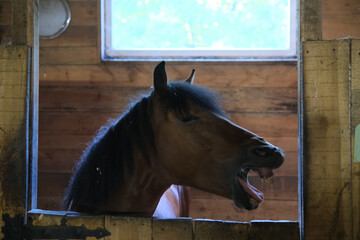 horse shows his teeth in the stable, horse stalls