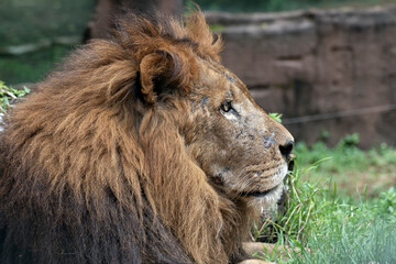 Close up portrait of a male lion with scar face