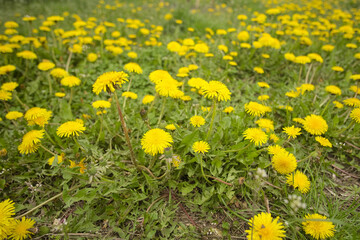 Fototapeta premium dandelions in the meadow at spring day