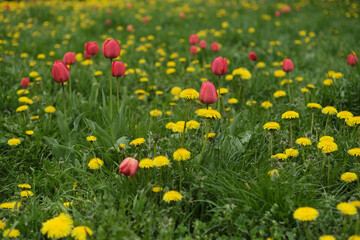 Green grass flowering wild field with dandelions and tulips.