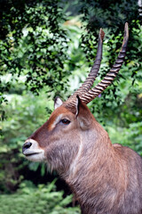 Head portrait of a male impala