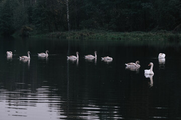 Nine swimming white swans in the river