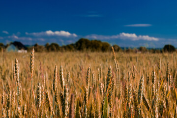 golden cereal field