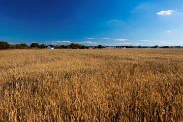golden cereal field