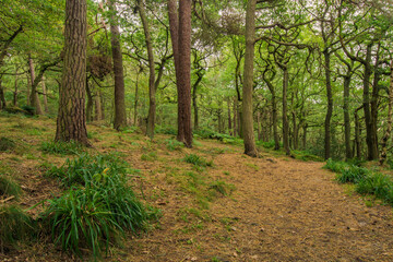 Padley Gorge, Peak District National Park in autumn