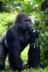 Lowland silverback gorilla in the forest © DS light photography