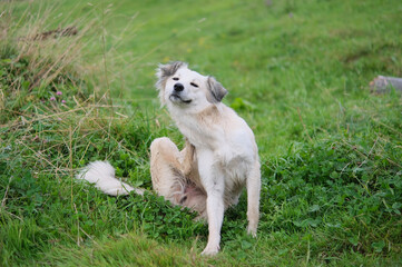Shepherd Dog smiling and itches on mountain grass