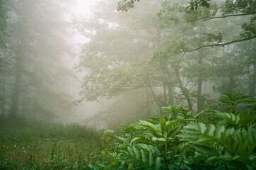 Smog in forest in Georgia. Shoot on film camera