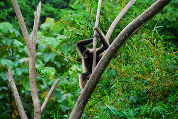 monkey on tree in barneo