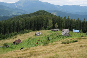 village near carpathian landscape in the evening
