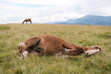 Naklejka na ściany i meble Horse lying down on a green grass of alpine meadow