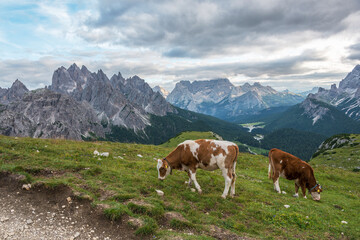 Fototapeta na wymiar Cows in the Dolomites mountains