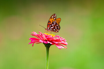 butterfly on flower - Powered by Adobe