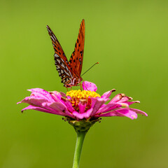 butterfly on flower