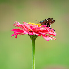 butterfly on flower