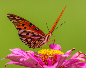 butterfly on flower