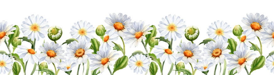 Watercolor daisy flower and green grass seamless border. Repeating ornament for cards, background, fabric, wrapping. Summer floral illustration isolated on white