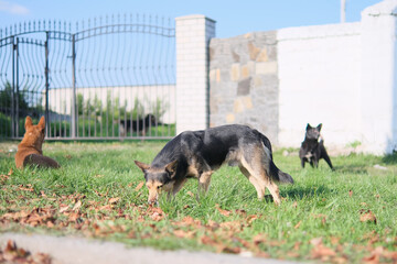 Three stray dogs at the iron gates guard the cemetery