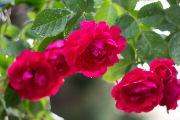 Fototapeta na wymiar red rose 