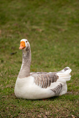 Portrait photo of geese face