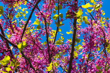 Pink flowers of Judas tree or cercis siliquastrum in spring. Spring blossom