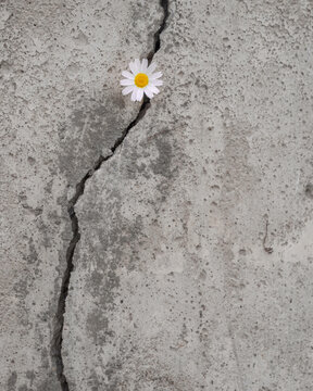 Daisy grows and emerges through a crack in the concrete