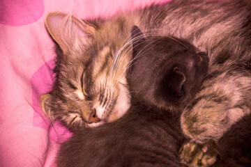 Fototapeta premium sleeping small kitten and mother cat