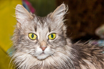 a grey female cat with big yellow eyes portrait