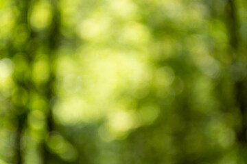 Obraz premium Blur and bokeh from the glow of the sun through the foliage of the forest.