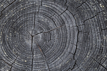 Close-up of a cut, old and gray tree stump, viewed from directly above. Abstract natural textured background.