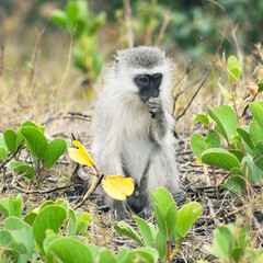 Vervet monkey eating in the bush