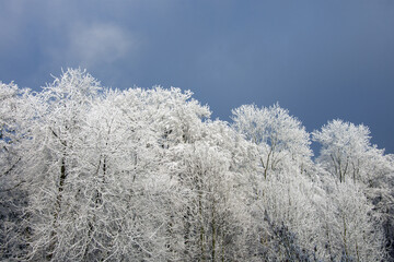 Schneebäume unter dunklem Himmel