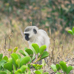 Vervet monkey looking for food in the bush