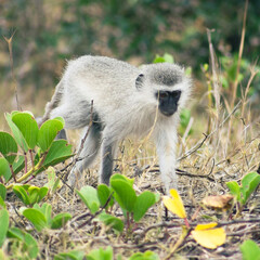 Vervet monkey looking for food in the bush