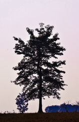 silhouette of a tree