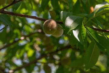 A green peach on a branch. Green peach fruits on a branch surrounded by green leaves. Green, young, ripening fruits of a peach tree on a branch on a sunny day.