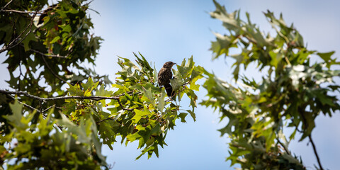 bird on a tree
