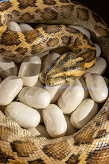 A python model with eggs in the nest