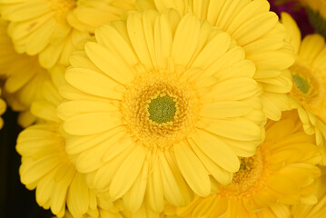 Yellow Gerbera close up with flowers in background