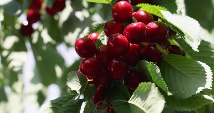 Slow motion video of fragrant ripe juicy merry or cherry on branch