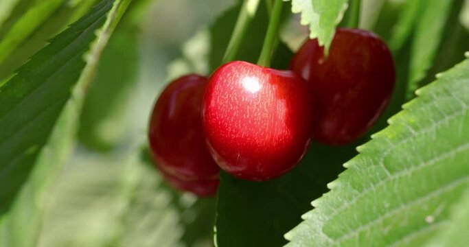 Slow motion video of fragrant ripe juicy merry or cherry on branch