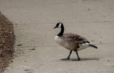 Goose Walking left