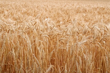 Wheat field in the fall