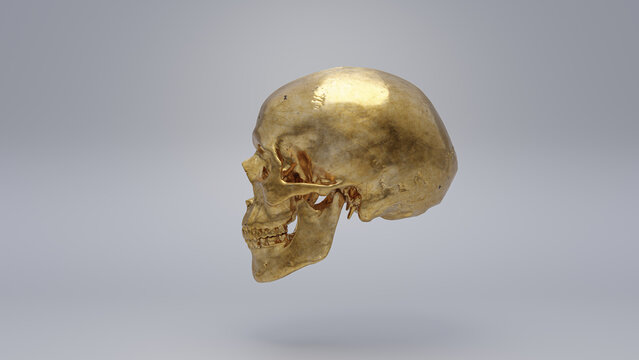 Human skull on white background, render 3d, gold material
