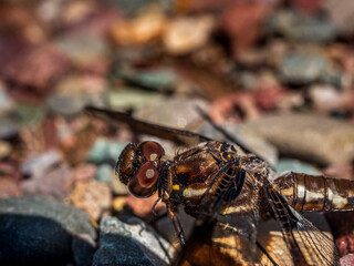 A Dragonfly Looks Directly into the Camera