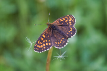 Northern Brown Argus butterfly, Latin name Plebeius artaxerxes on a green leaf.
